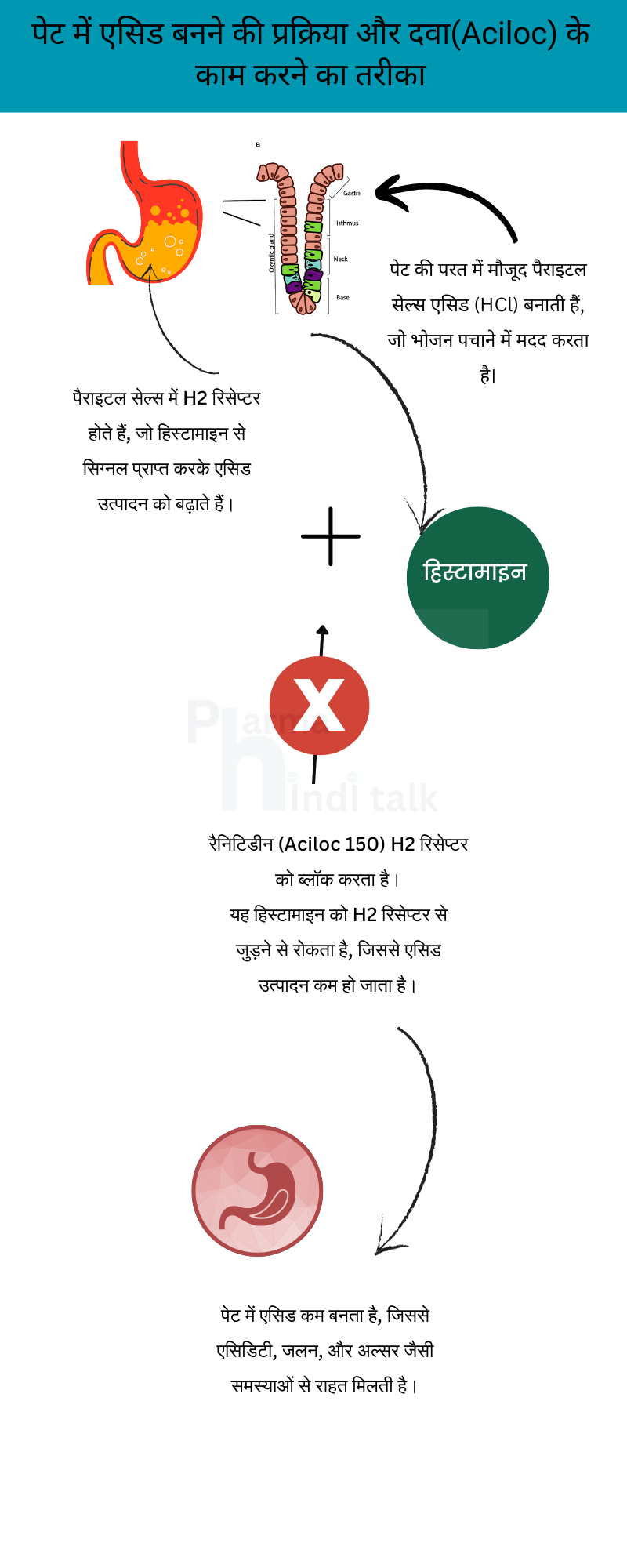 पेट में एसिड बनने की प्रक्रिया और दवा(Aciloc) के काम करने का तरीका